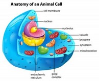 Animal Cells - Cells and Classification..